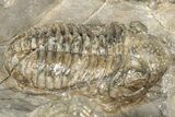 Three Colorful Phacopid (Austerops) Trilobites - Jorf Morocco #329072-8